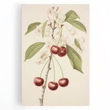 Vintage Botanical Art Print: Cherry Blossom and Fruit Illustration