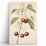 Vintage Botanical Art Print: Cherry Blossom and Fruit Illustration