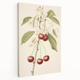 Vintage Botanical Art Print: Cherry Blossom and Fruit Illustration