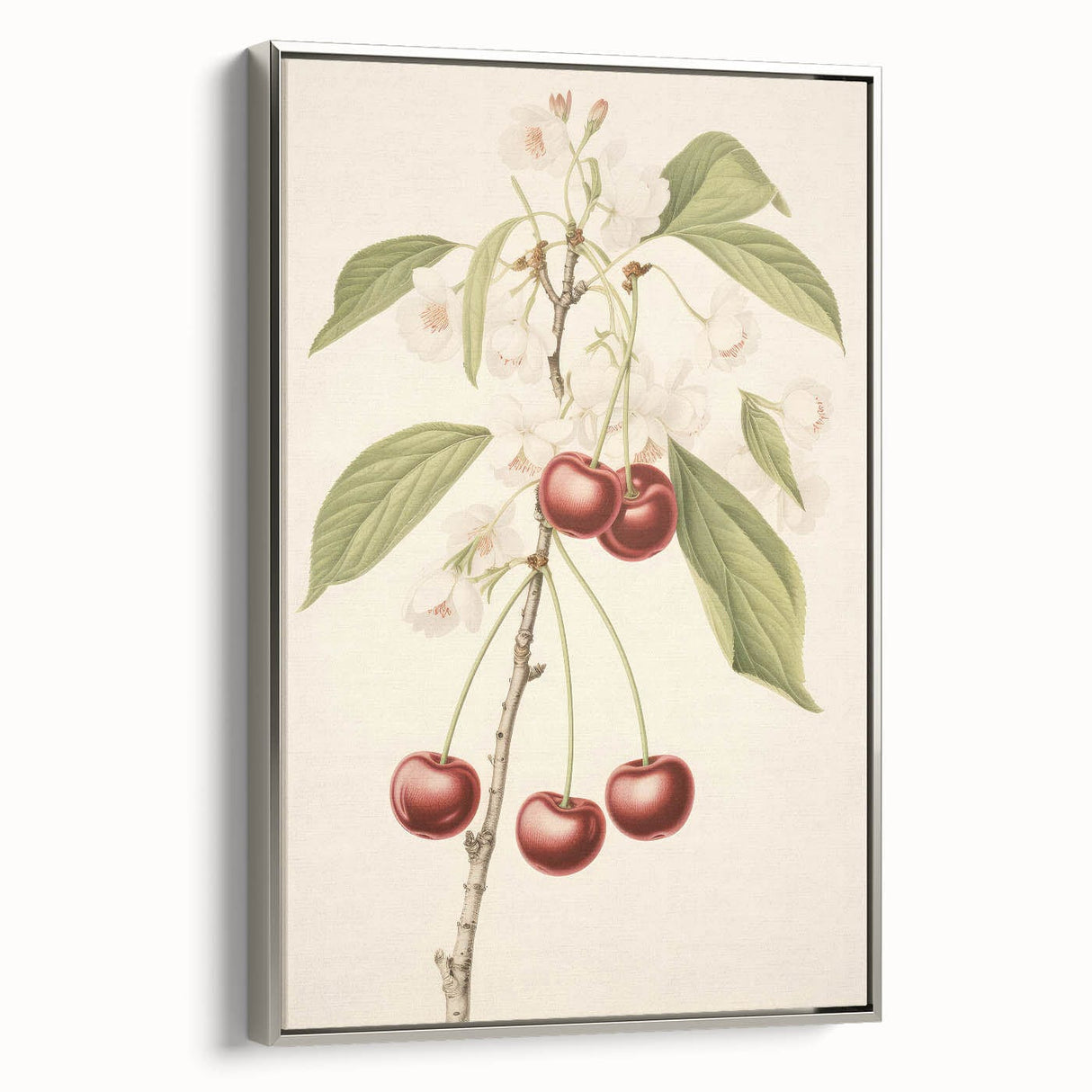 Vintage Botanical Art Print: Cherry Blossom and Fruit Illustration
