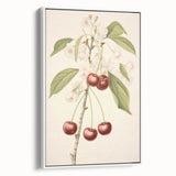 Vintage Botanical Art Print: Cherry Blossom and Fruit Illustration