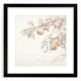 Vintage Botanical Art Prints – Apple Branch Pencil Drawing