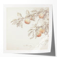 Vintage Botanical Art Prints – Apple Branch Pencil Drawing