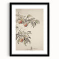 Vintage Botanical Art Print: Peach Branch Illustration in Soft Tones