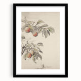 Vintage Botanical Art Print: Peach Branch Illustration in Soft Tones
