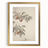 Vintage Botanical Art Print: Peach Branch Illustration in Soft Tones