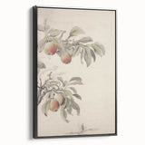 Vintage Botanical Art Print: Peach Branch Illustration in Soft Tones