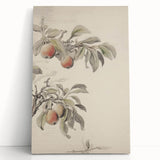 Vintage Botanical Art Print: Peach Branch Illustration in Soft Tones