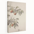 Vintage Botanical Art Print: Peach Branch Illustration in Soft Tones