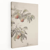 Vintage Botanical Art Print: Peach Branch Illustration in Soft Tones