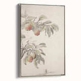 Vintage Botanical Art Print: Peach Branch Illustration in Soft Tones