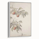 Vintage Botanical Art Print: Peach Branch Illustration in Soft Tones