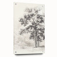 Vintage Botanical Art Print: Detailed Tree Sketch in Graphite Tones