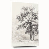 Vintage Botanical Art Print: Detailed Tree Sketch in Graphite Tones