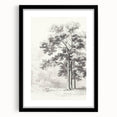 Vintage Botanical Art Print: Detailed Tree Sketch in Graphite Tones