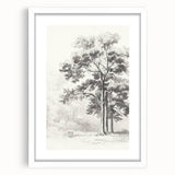 Vintage Botanical Art Print: Detailed Tree Sketch in Graphite Tones