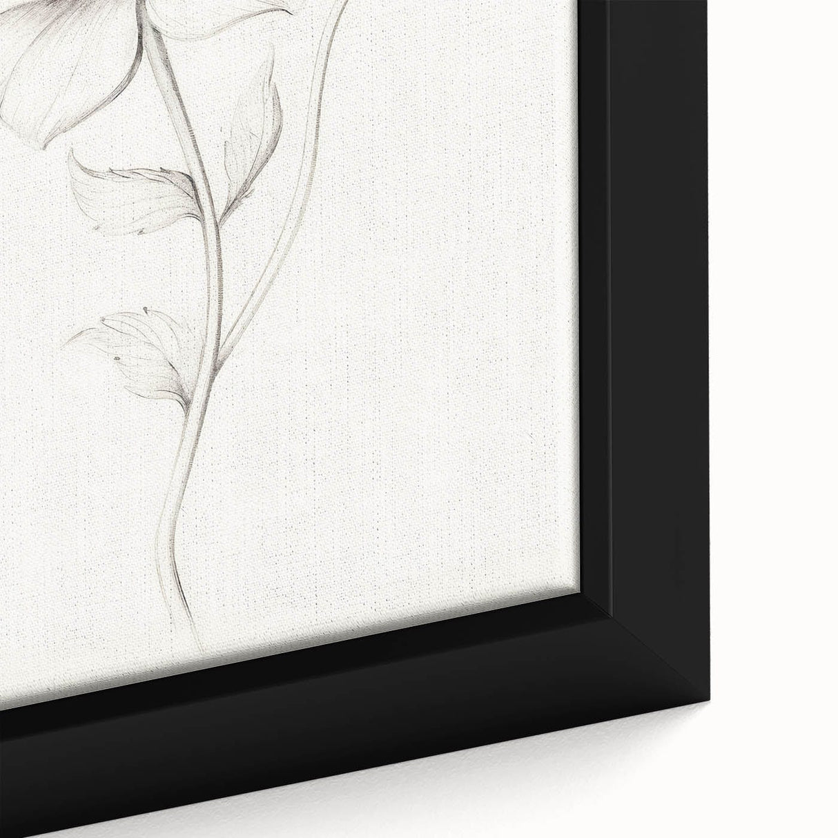 Vintage Botanical Art Prints - Antique Floral Illustration