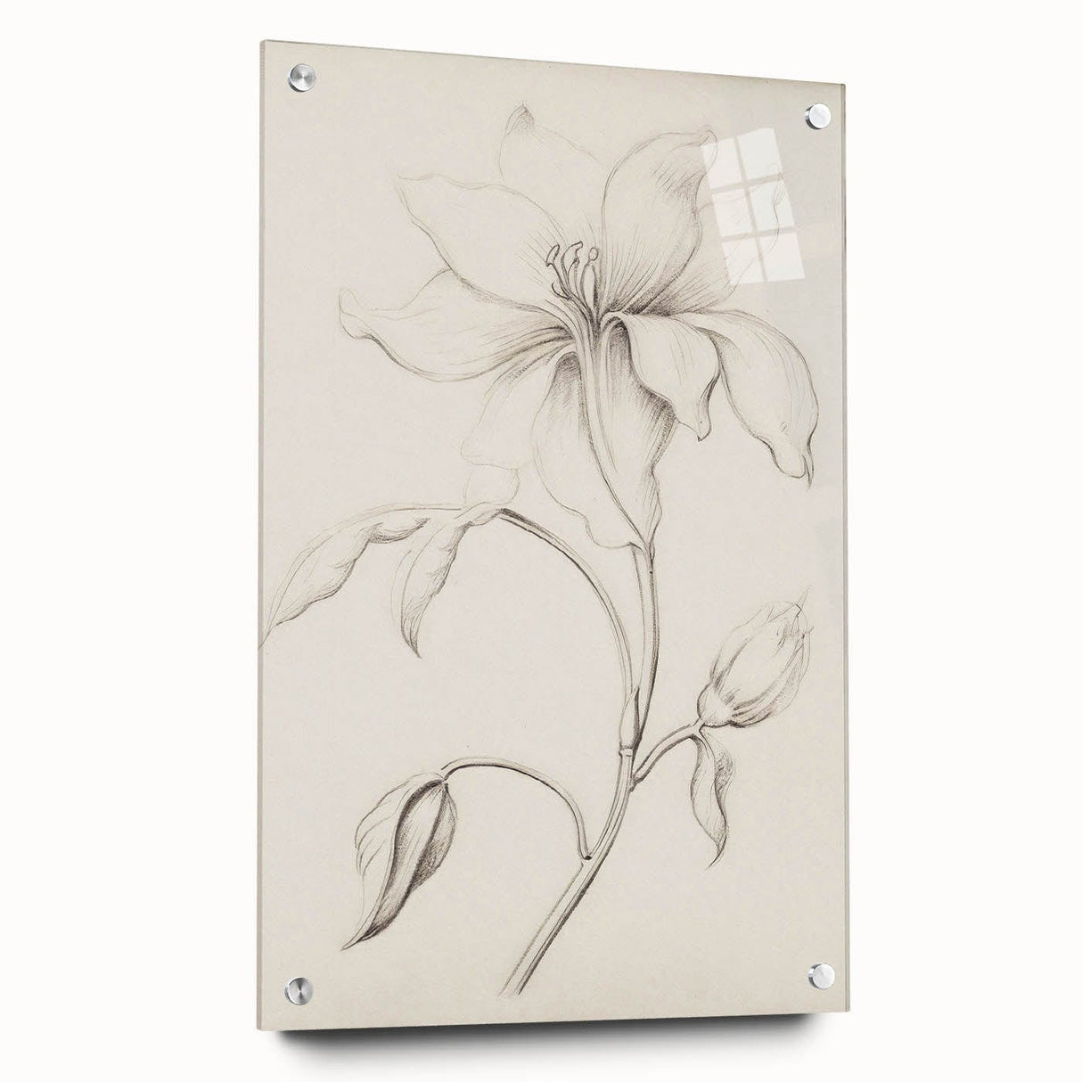 Vintage Botanical Art Prints - Antique Floral Illustration