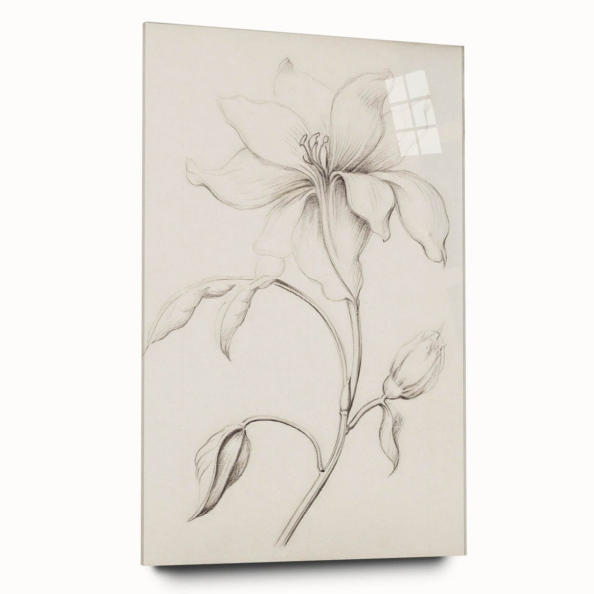 Vintage Botanical Art Prints - Antique Floral Illustration