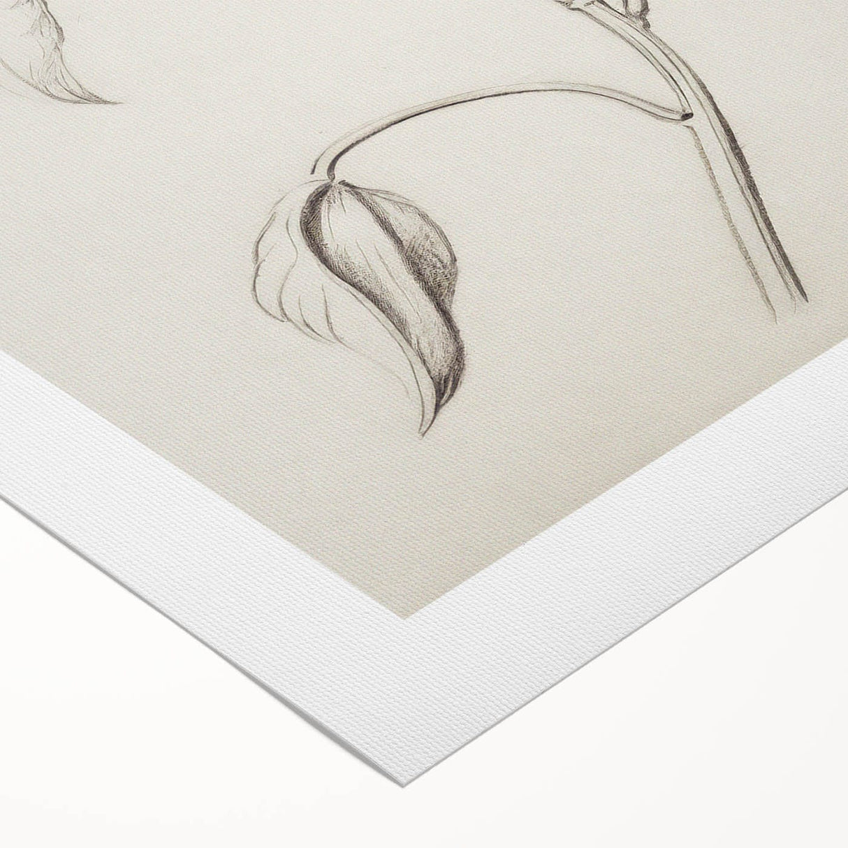 Vintage Botanical Art Prints - Antique Floral Illustration