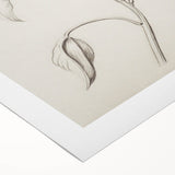 Vintage Botanical Art Prints - Antique Floral Illustration