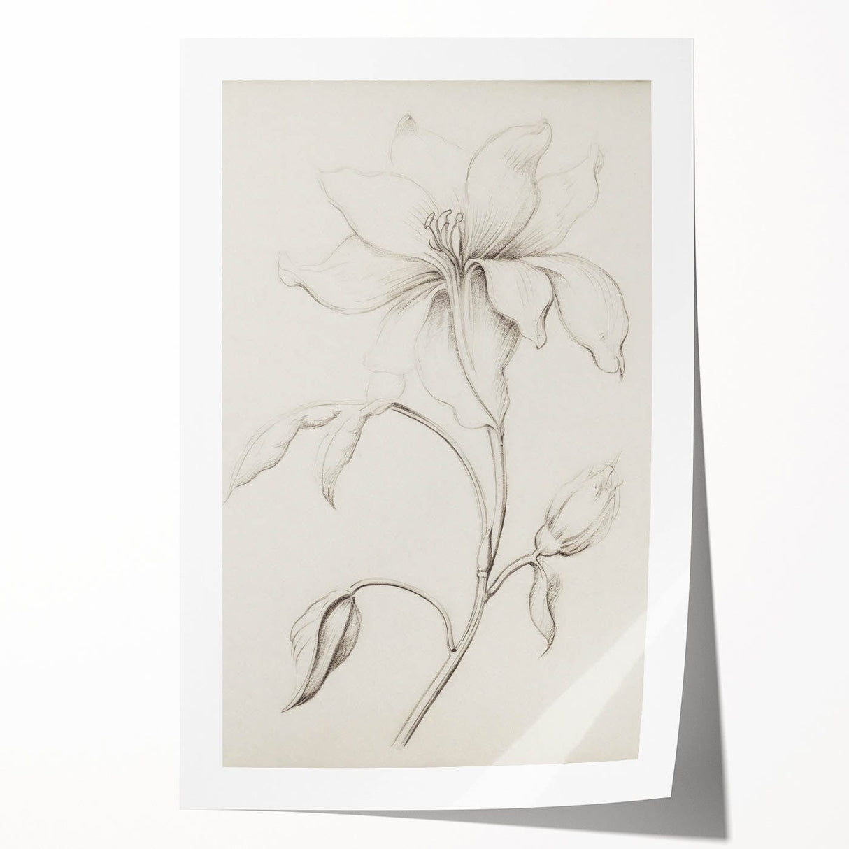 Vintage Botanical Art Prints - Antique Floral Illustration