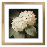 Vintage Botanical Art Print: White Hydrangea Flower Illustration