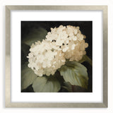 Vintage Botanical Art Print: White Hydrangea Flower Illustration