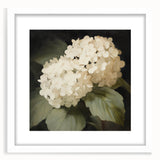 Vintage Botanical Art Print: White Hydrangea Flower Illustration