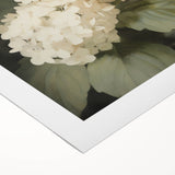 Vintage Botanical Art Print: White Hydrangea Flower Illustration