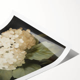 Vintage Botanical Art Print: White Hydrangea Flower Illustration