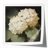 Vintage Botanical Art Print: White Hydrangea Flower Illustration