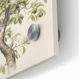 Vintage Botanical Art Prints: Pear Tree in Bloom