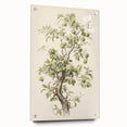 Vintage Botanical Art Prints: Pear Tree in Bloom