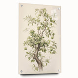 Vintage Botanical Art Prints: Pear Tree in Bloom