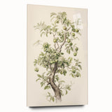 Vintage Botanical Art Prints: Pear Tree in Bloom