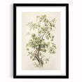 Vintage Botanical Art Prints: Pear Tree in Bloom