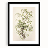 Vintage Botanical Art Prints: Pear Tree in Bloom