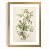 Vintage Botanical Art Prints: Pear Tree in Bloom