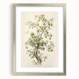 Vintage Botanical Art Prints: Pear Tree in Bloom