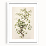 Vintage Botanical Art Prints: Pear Tree in Bloom
