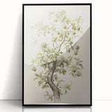 Vintage Botanical Art Prints: Pear Tree in Bloom