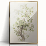Vintage Botanical Art Prints: Pear Tree in Bloom
