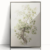 Vintage Botanical Art Prints: Pear Tree in Bloom