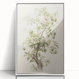 Vintage Botanical Art Prints: Pear Tree in Bloom
