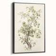 Vintage Botanical Art Prints: Pear Tree in Bloom