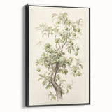 Vintage Botanical Art Prints: Pear Tree in Bloom