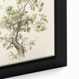 Vintage Botanical Art Prints: Pear Tree in Bloom