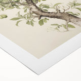 Vintage Botanical Art Prints: Pear Tree in Bloom