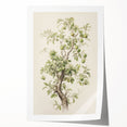 Vintage Botanical Art Prints: Pear Tree in Bloom